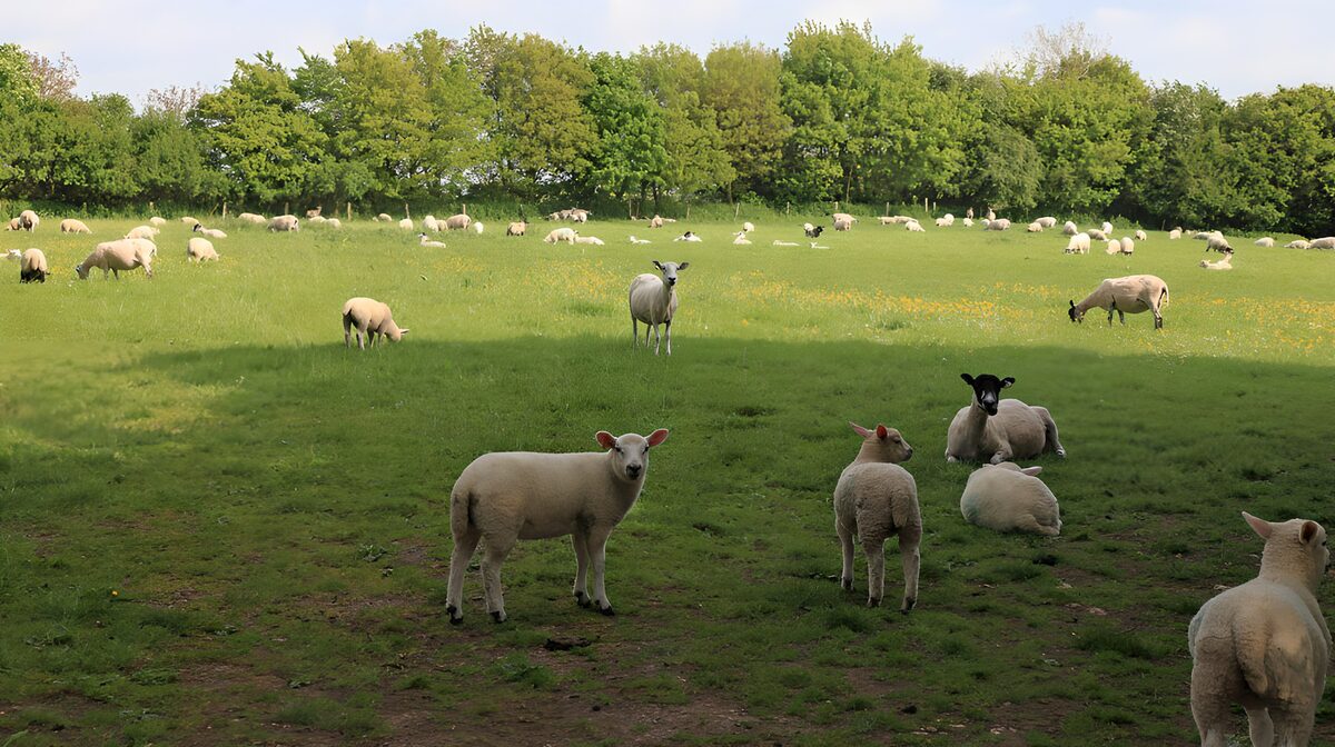 Tranquil Sheep Grazing in the Meadow