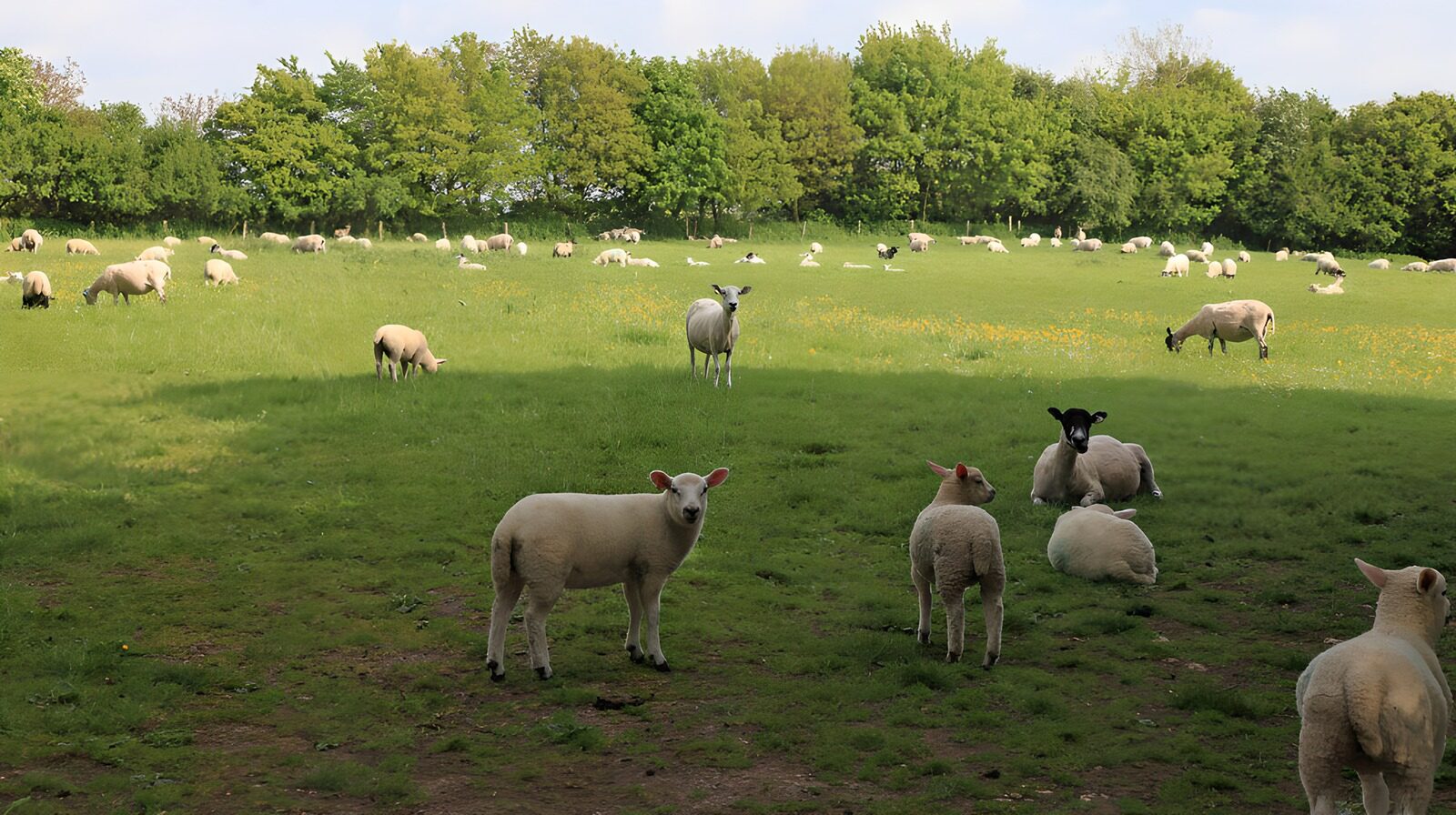 OCCOM6135043: Tranquil Sheep Grazing in the Meadow