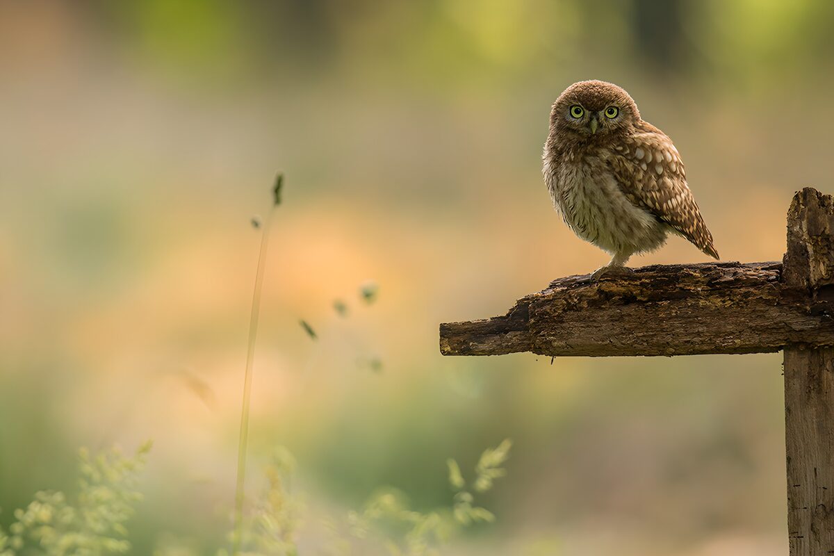 OCCOM9142855: Curious Little Owl on a Branch