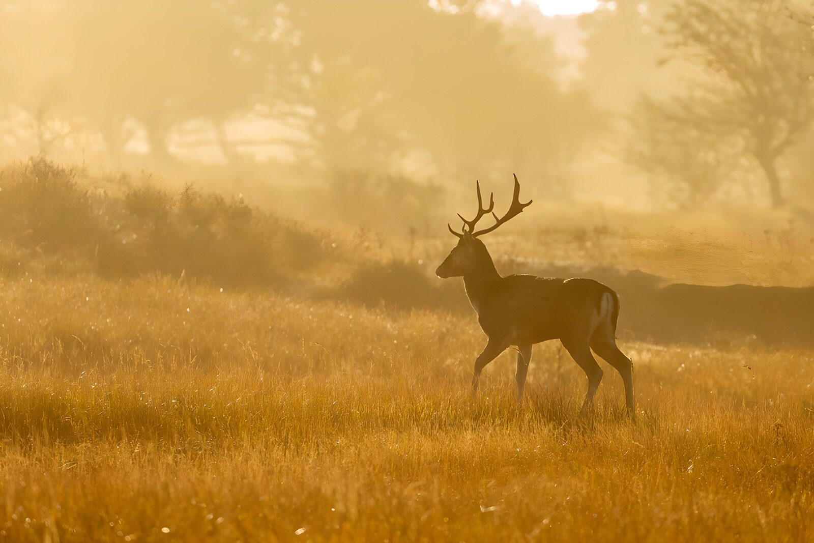 OCCOM9389608: Majestic Buck in Morning Mist