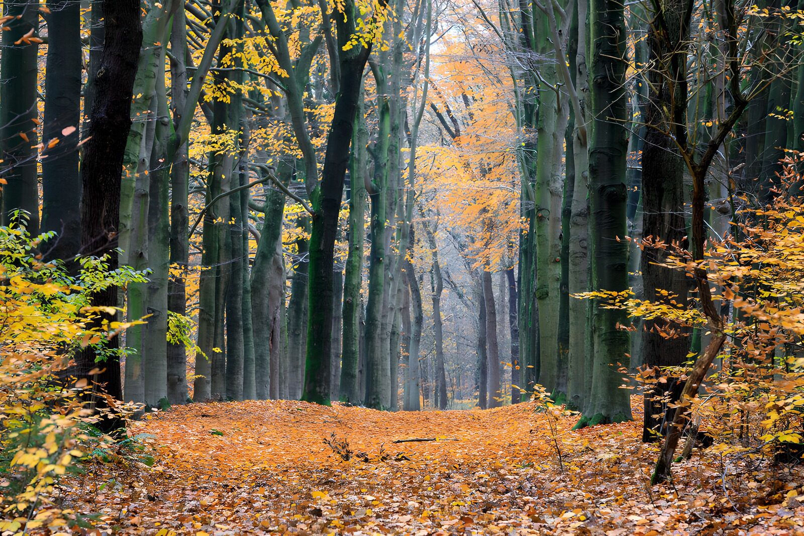 OCCOM4835770: Autumn Serenity in the Forest