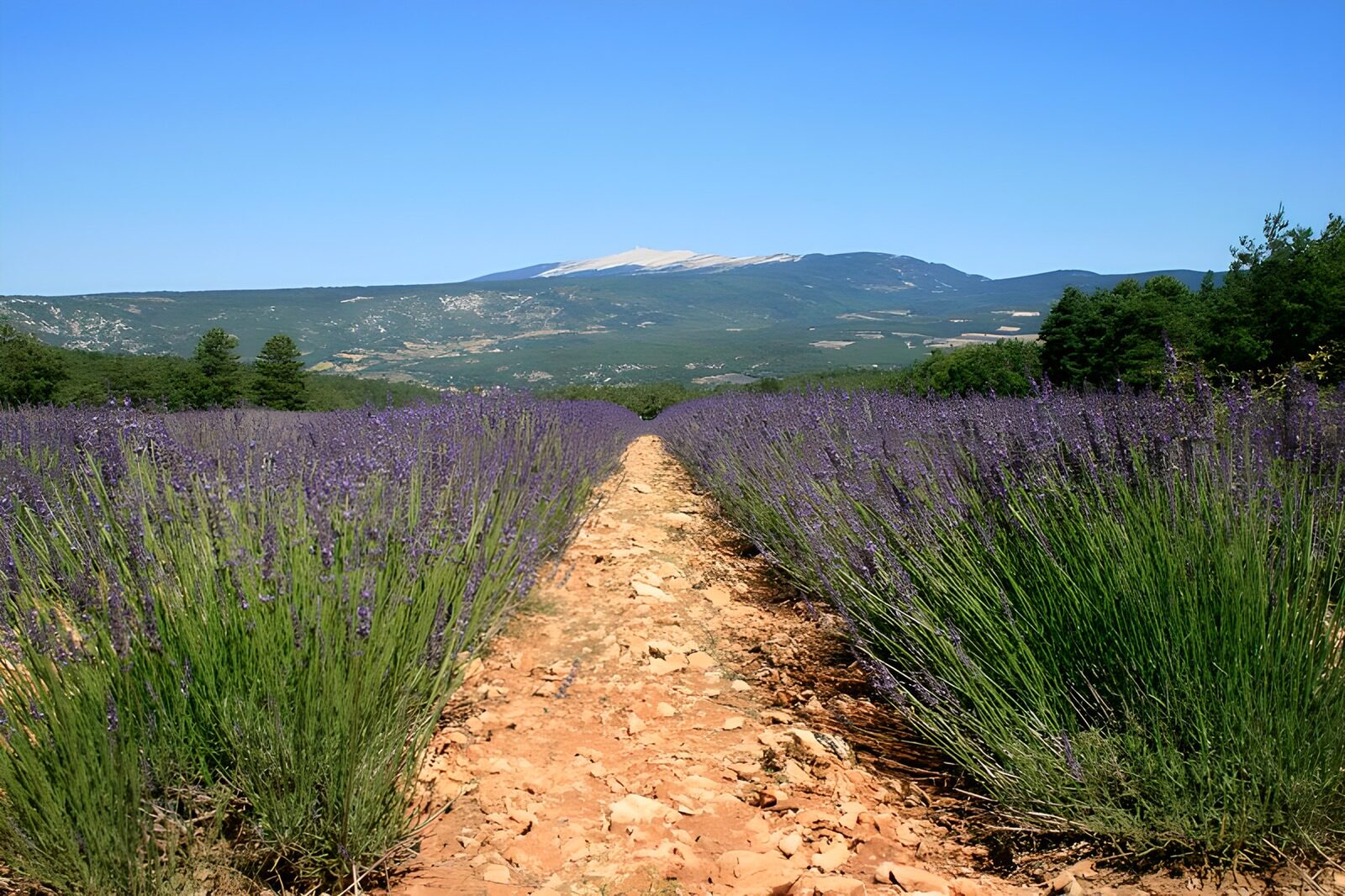 OCCOM9613056: Lavender Fields Under a Clear Sky