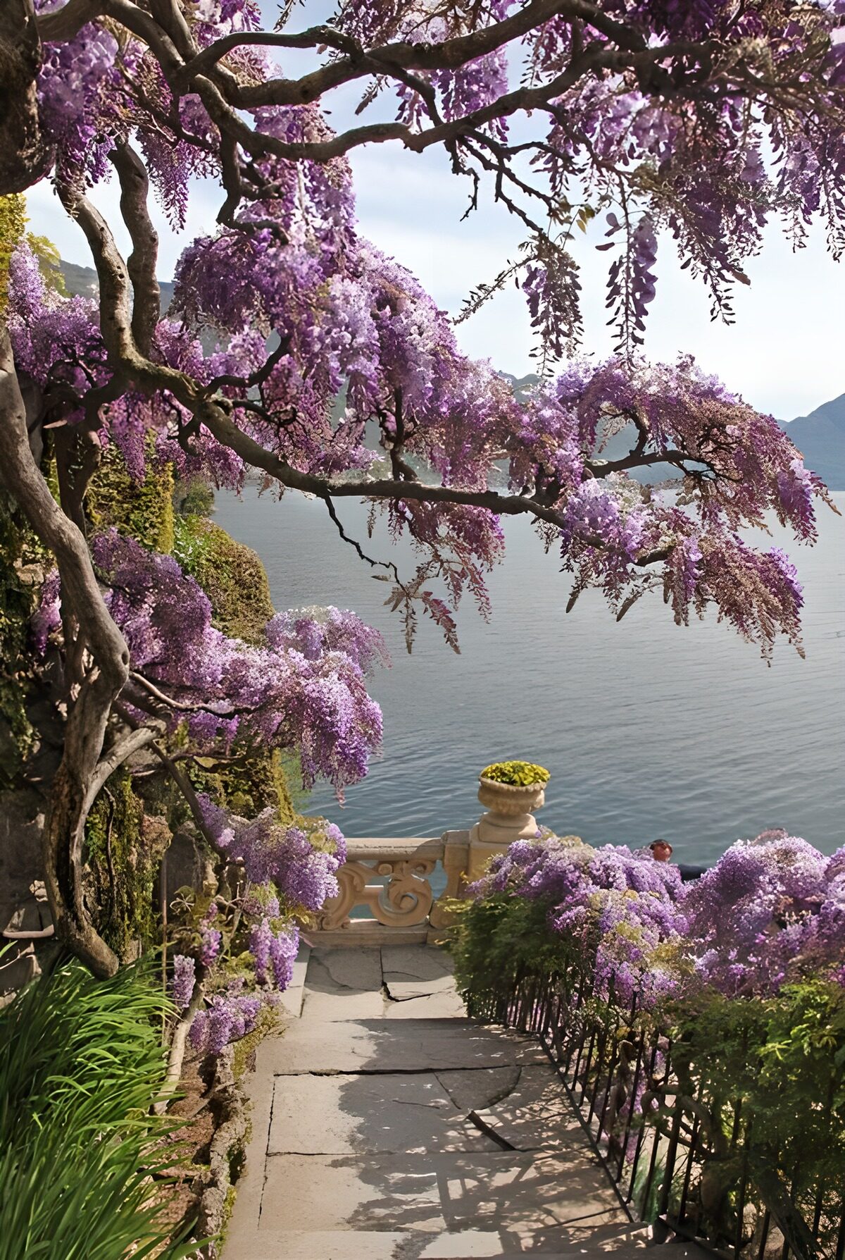 Serene Wisteria Garden by the Water