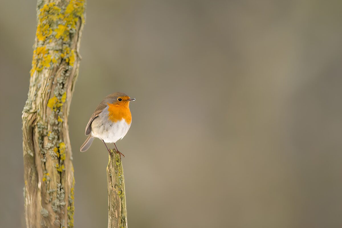 Charming European Robin on a Branch