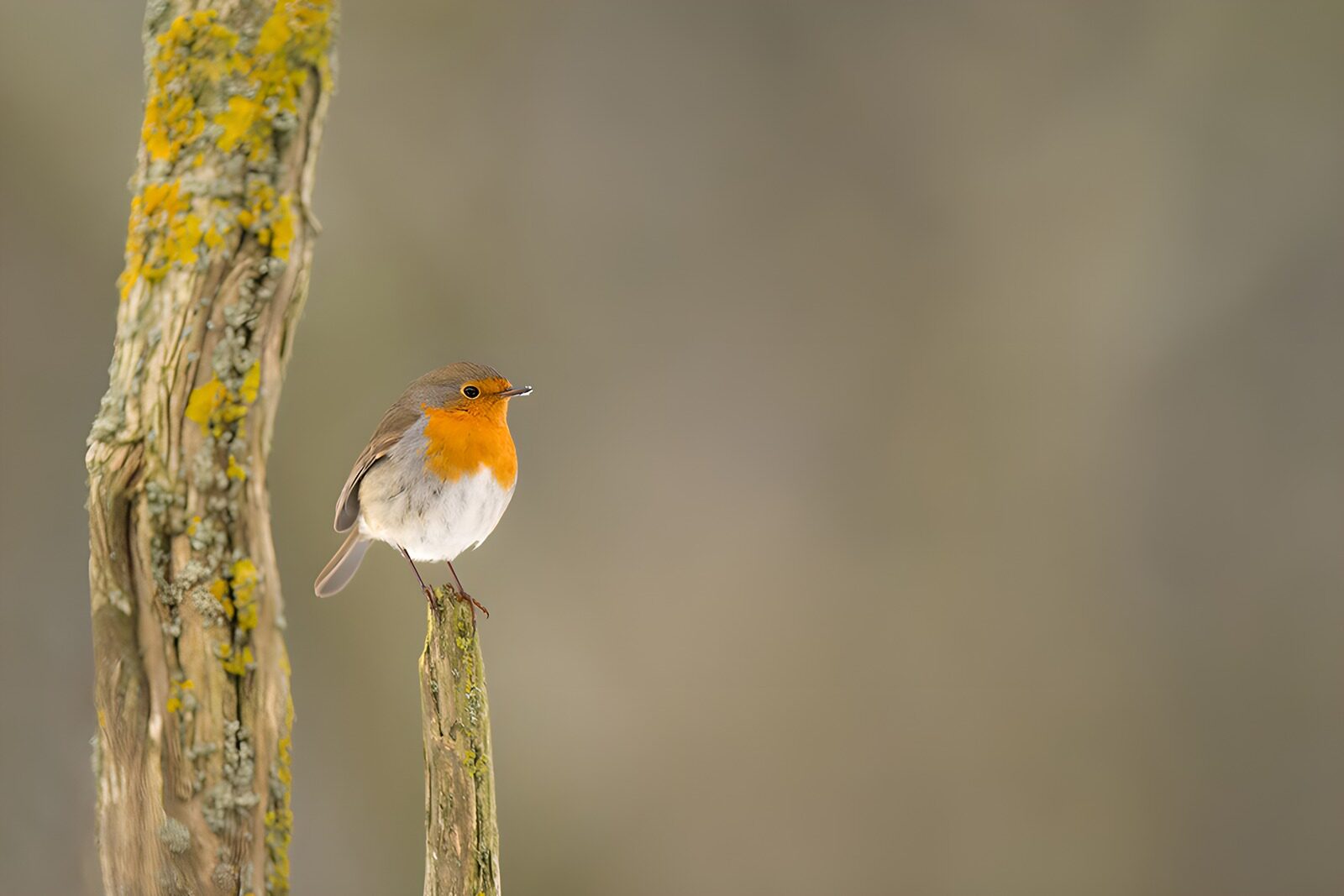 OCCOM3371133: Charming European Robin on a Branch