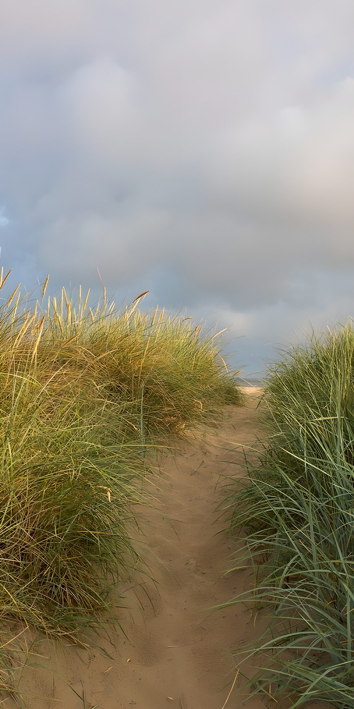 OCCOM3122573: Serene Path Through Dunes