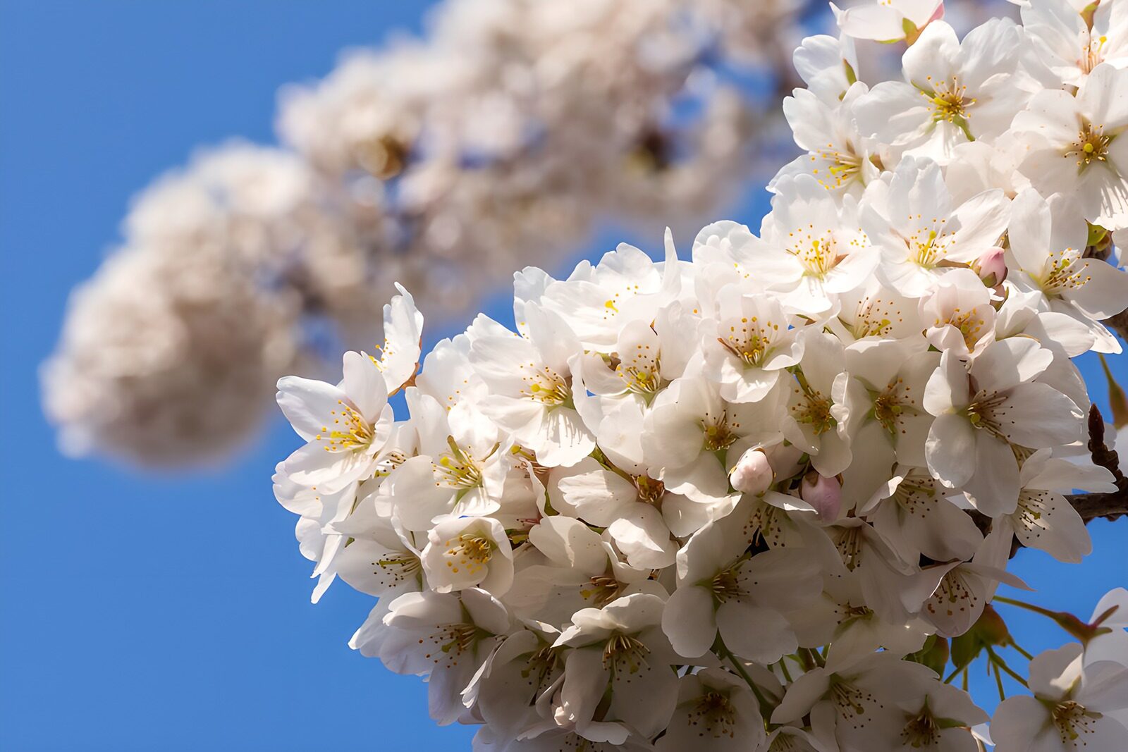 OCCOM9276764: Blossoming Cherry Trees Under Blue Sky