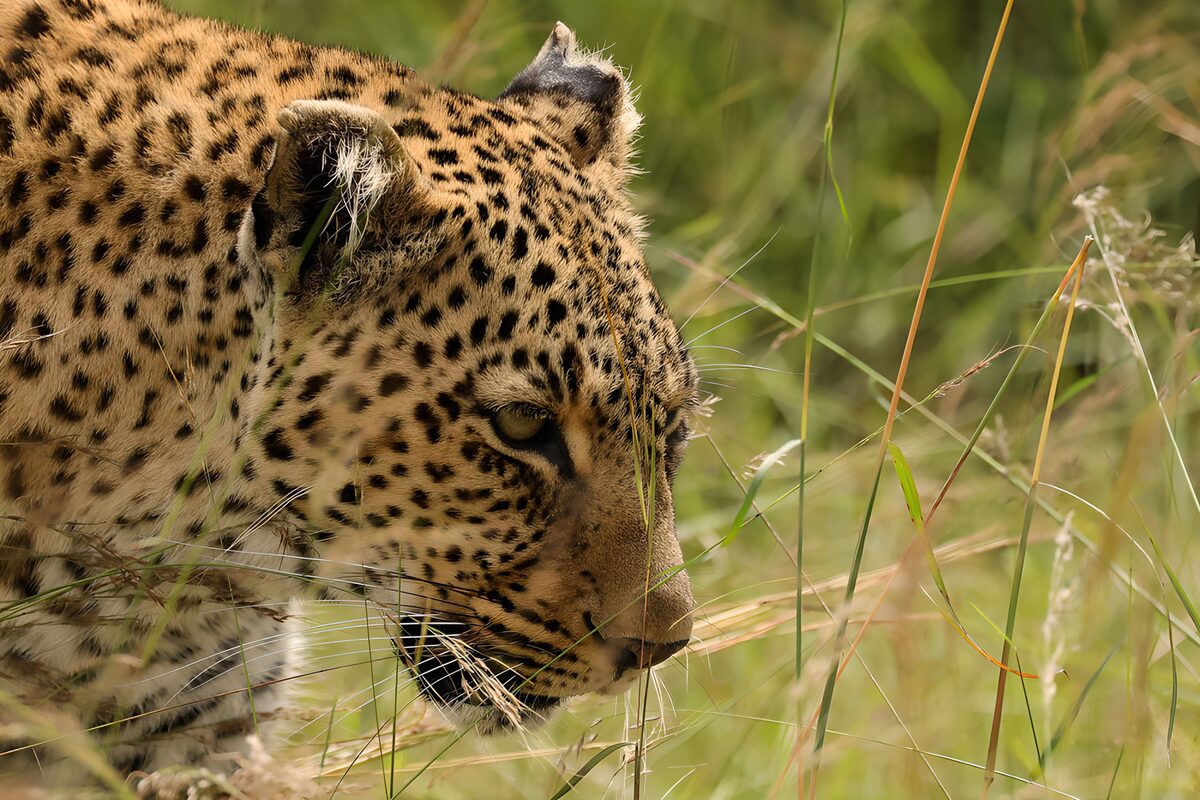 Focused Leopard in Tall Grass