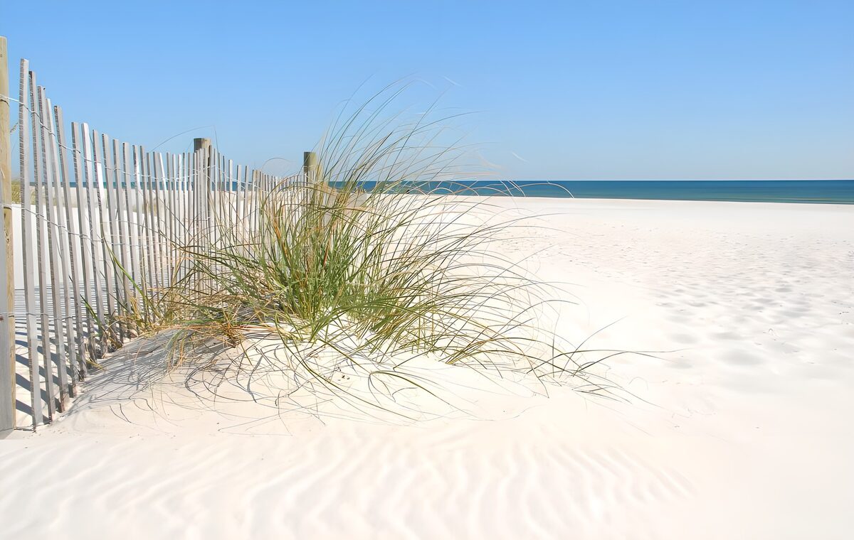 OCCOM8434769: Serene Beach with Dune Grass