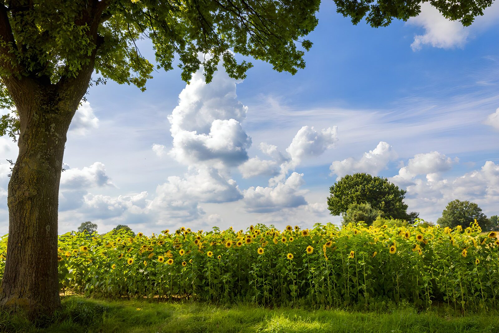 OCCOM1219645: Sunflower Field Under a Blue Sky