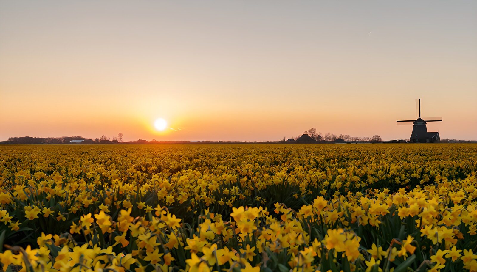 OCCOM4358450: Sunset Over the Flower Field