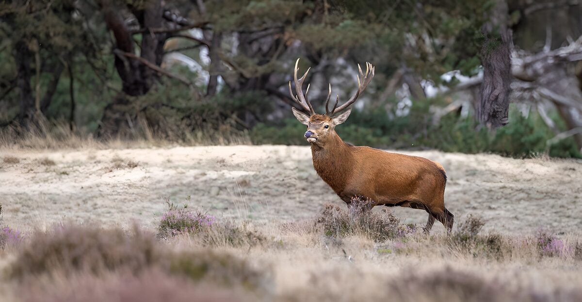 OCCOM4442068: Majestic Stag in Natural Habitat