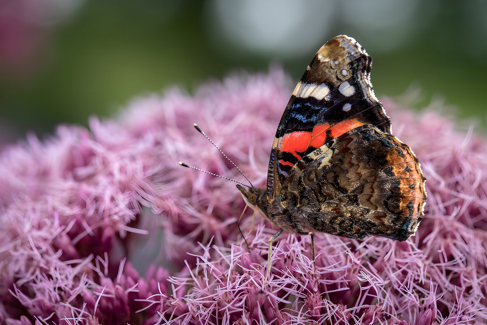 OCCOM9272341: Vibrant Butterfly on Floral Blossom
