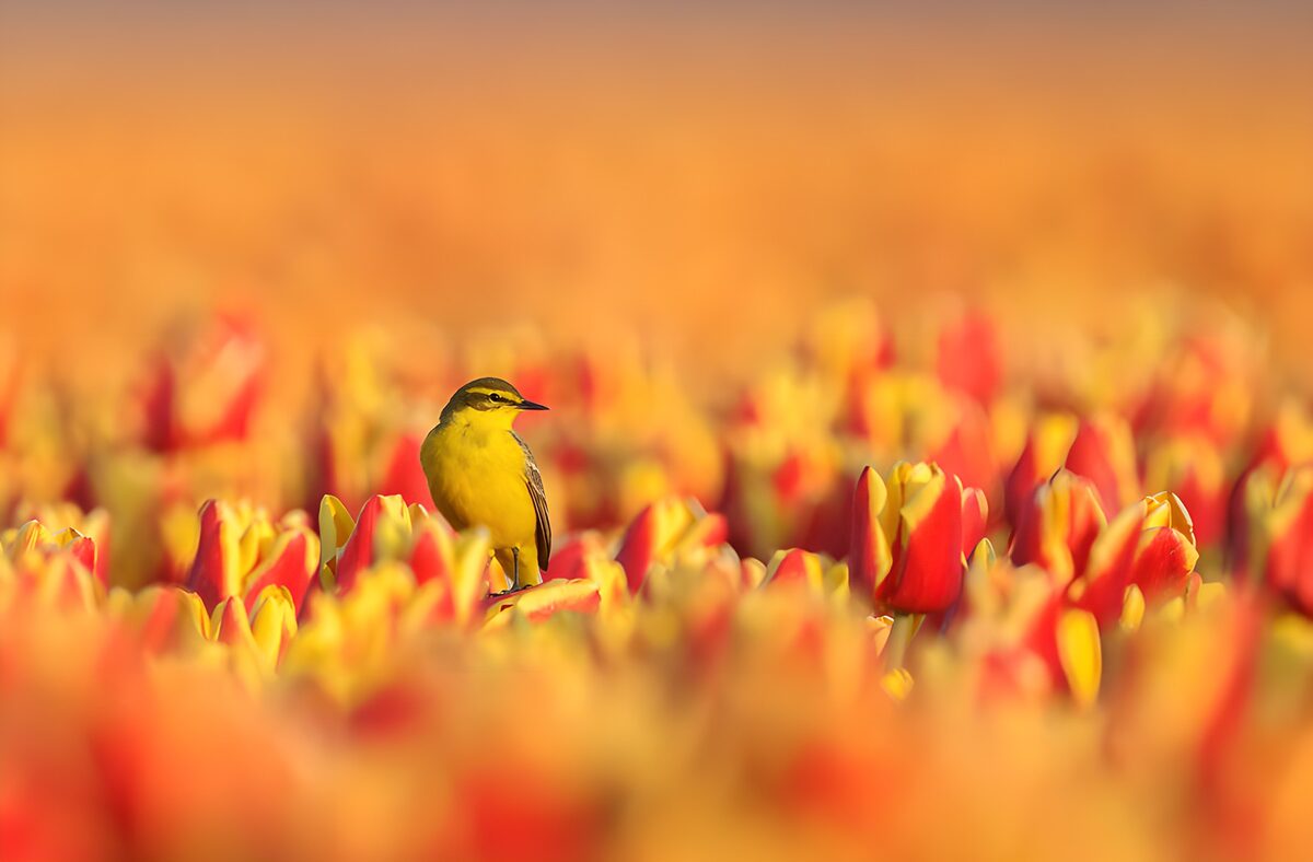 OCCOM6570821: Summer Bird Among Tulips