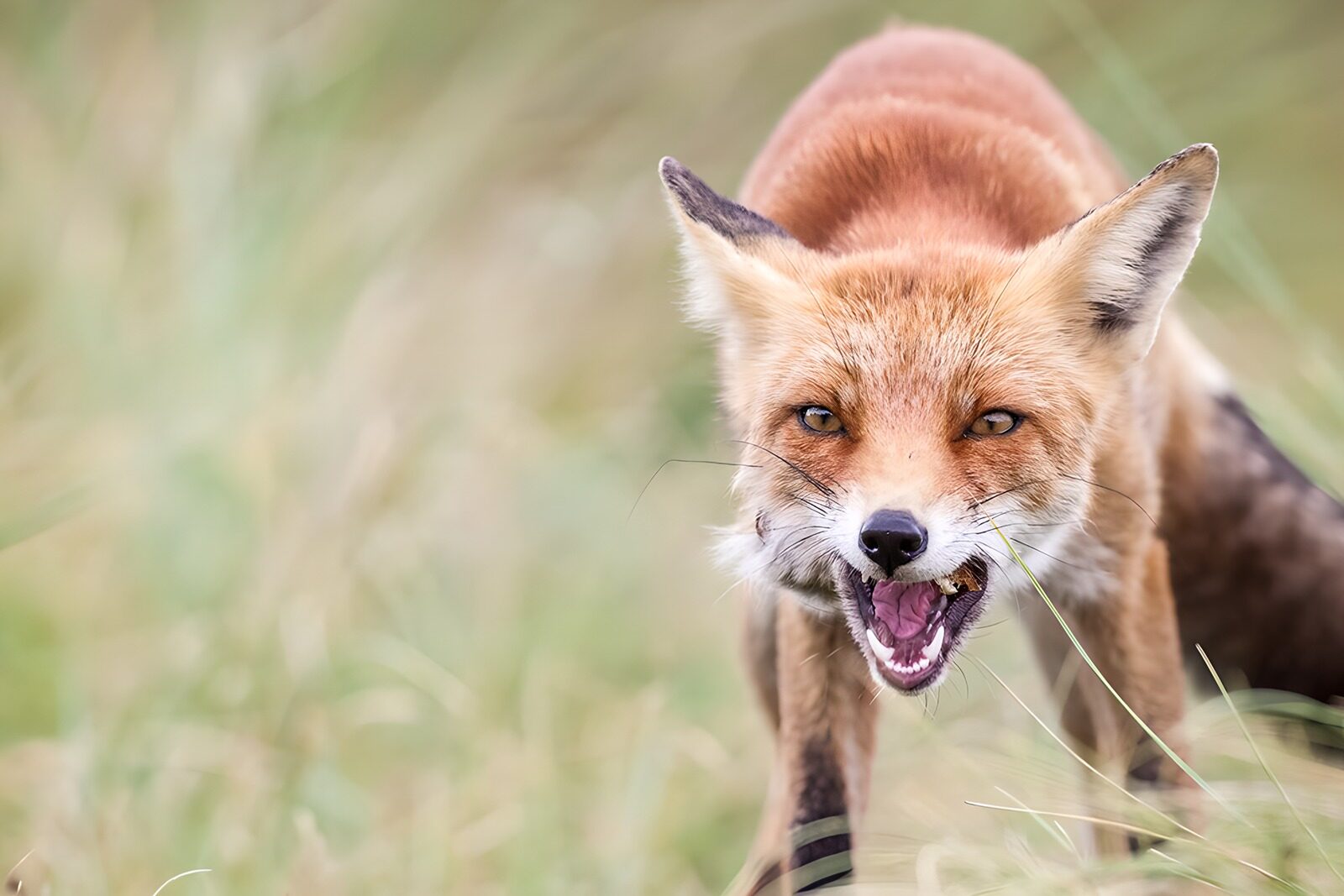 OCCOM6080939: Watchful Fox in the Wild