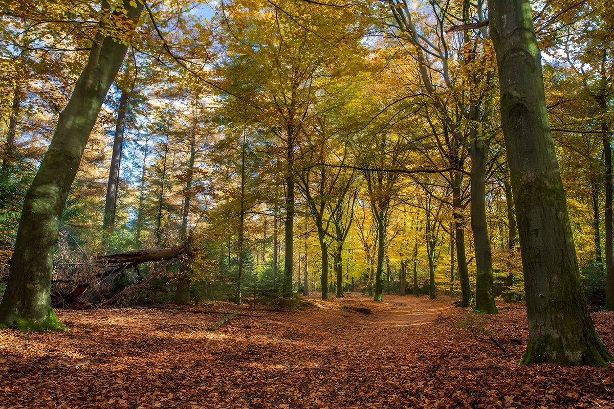 Autumn Serenity in the Forest