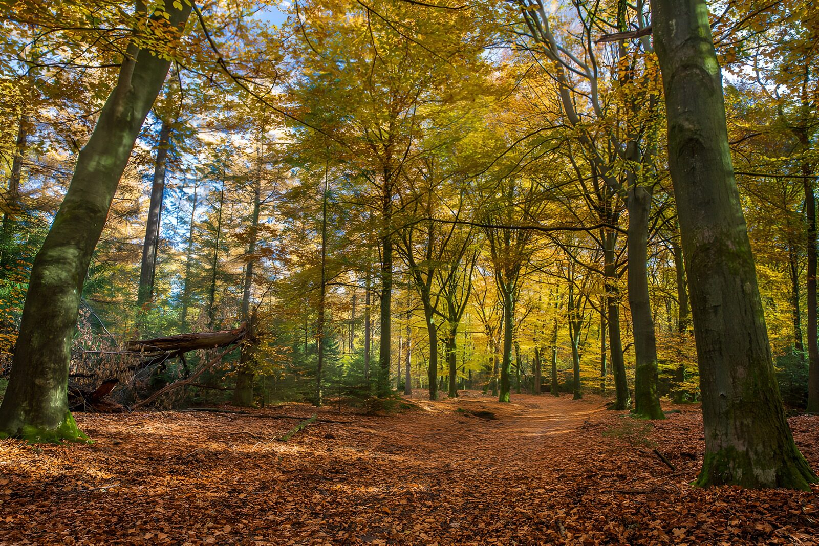 OCCOM9795693: Autumn Serenity in the Forest