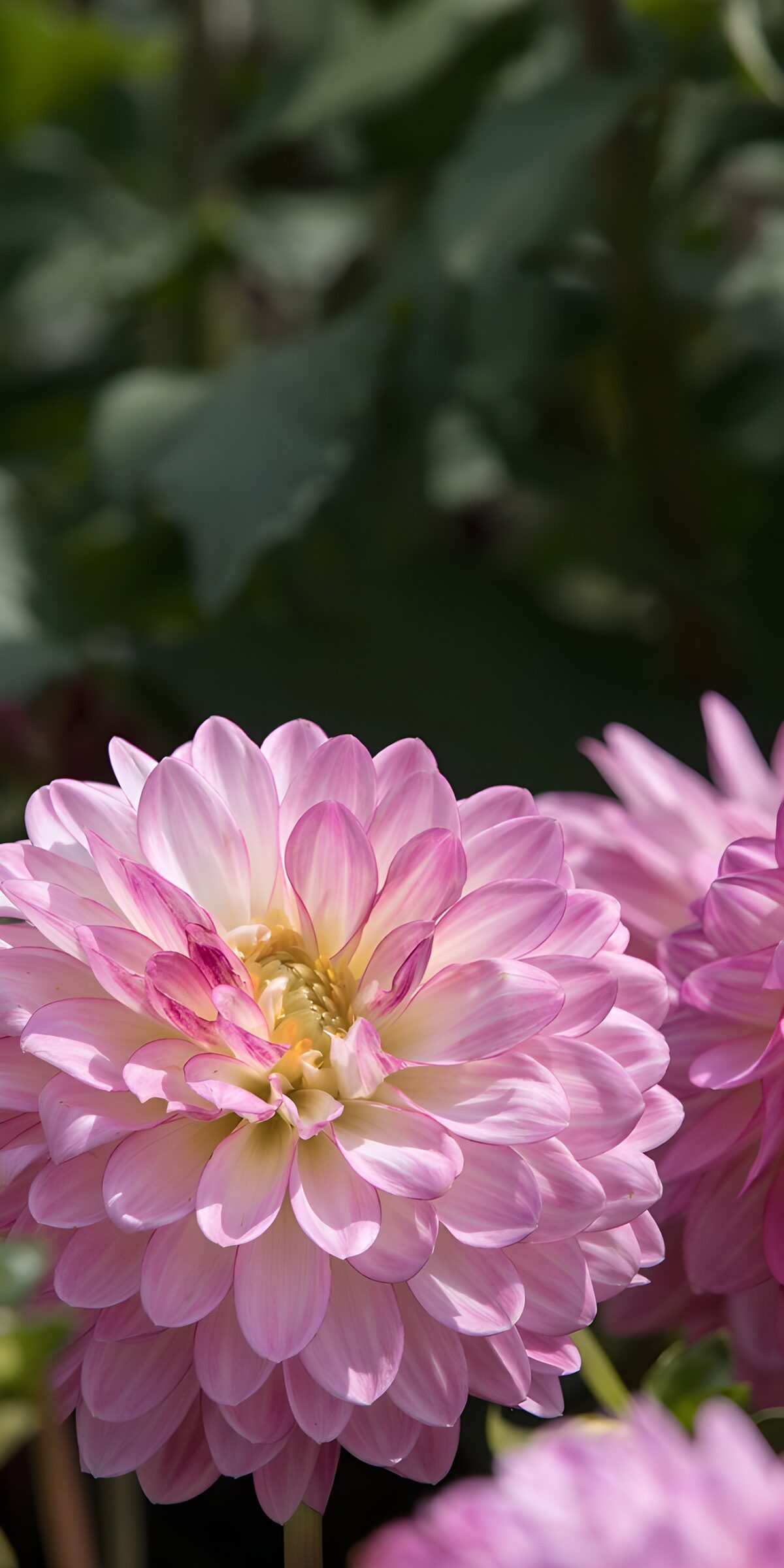 OCCOM3580492: Delicate Pink Dahlia Blossom