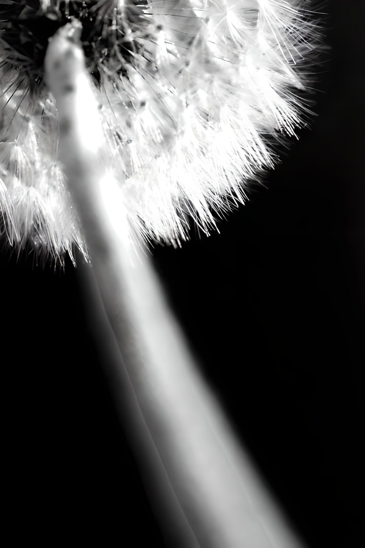 Delicate Dandelion in Monochrome