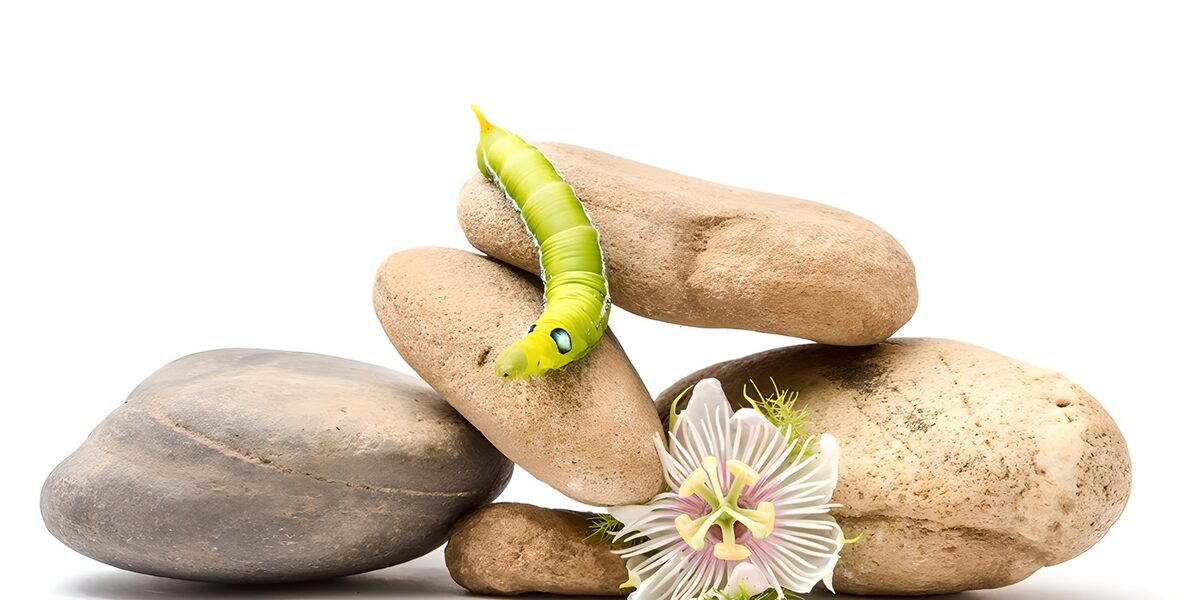 Caterpillar on Stones with Flower