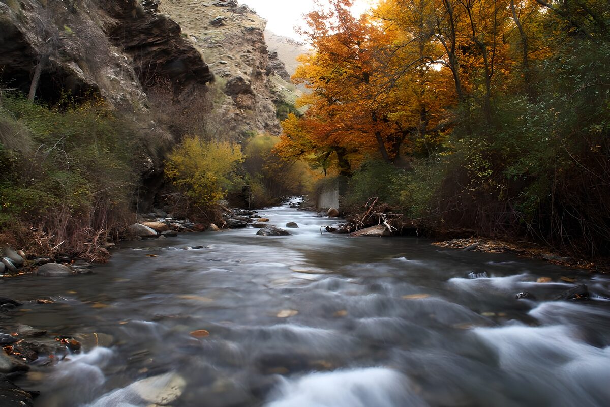 OCCOM4575691: Tranquil Stream in Autumn Colors