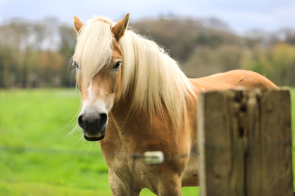 Majestic Horse in a Green Meadow
