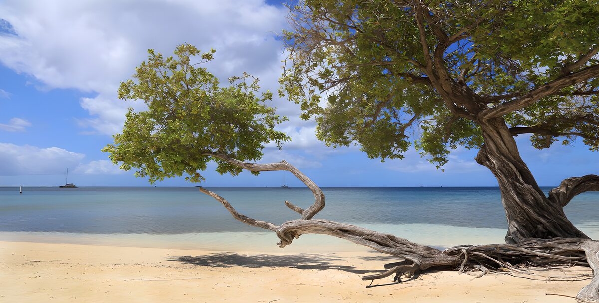 Tranquil Beachside Tree