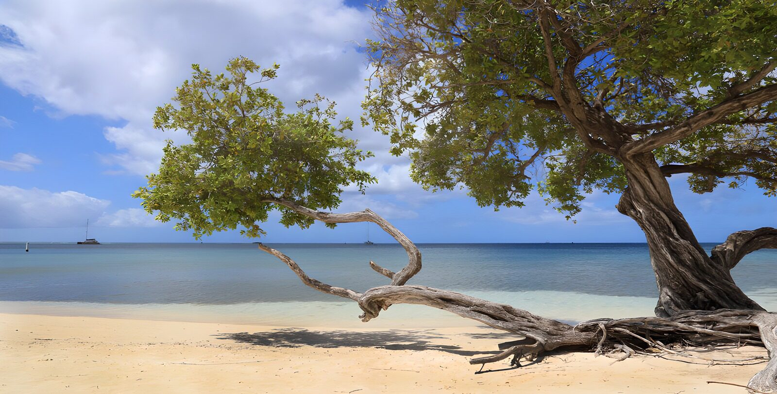 OCCOM9432581: Tranquil Beachside Tree