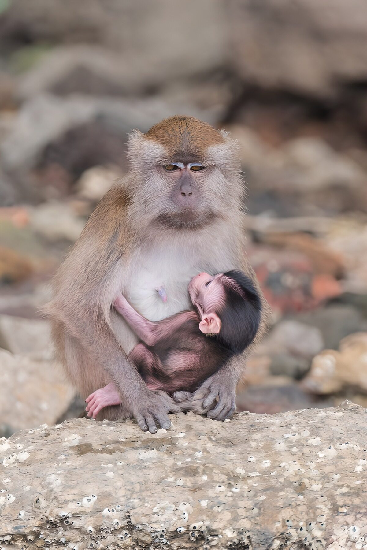 Mother and Baby Monkey Bonding