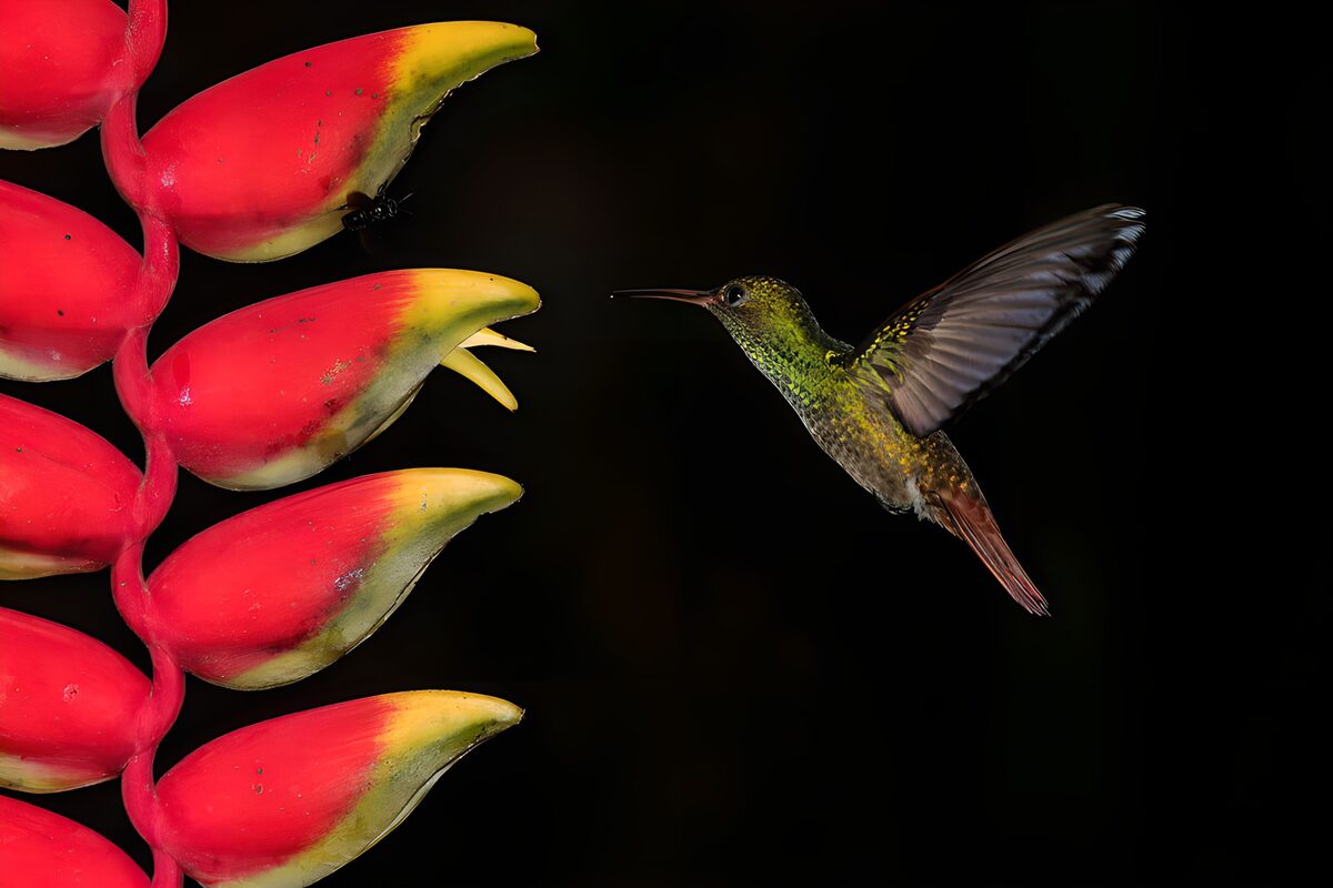 Hummingbird at Exotic Blossoms