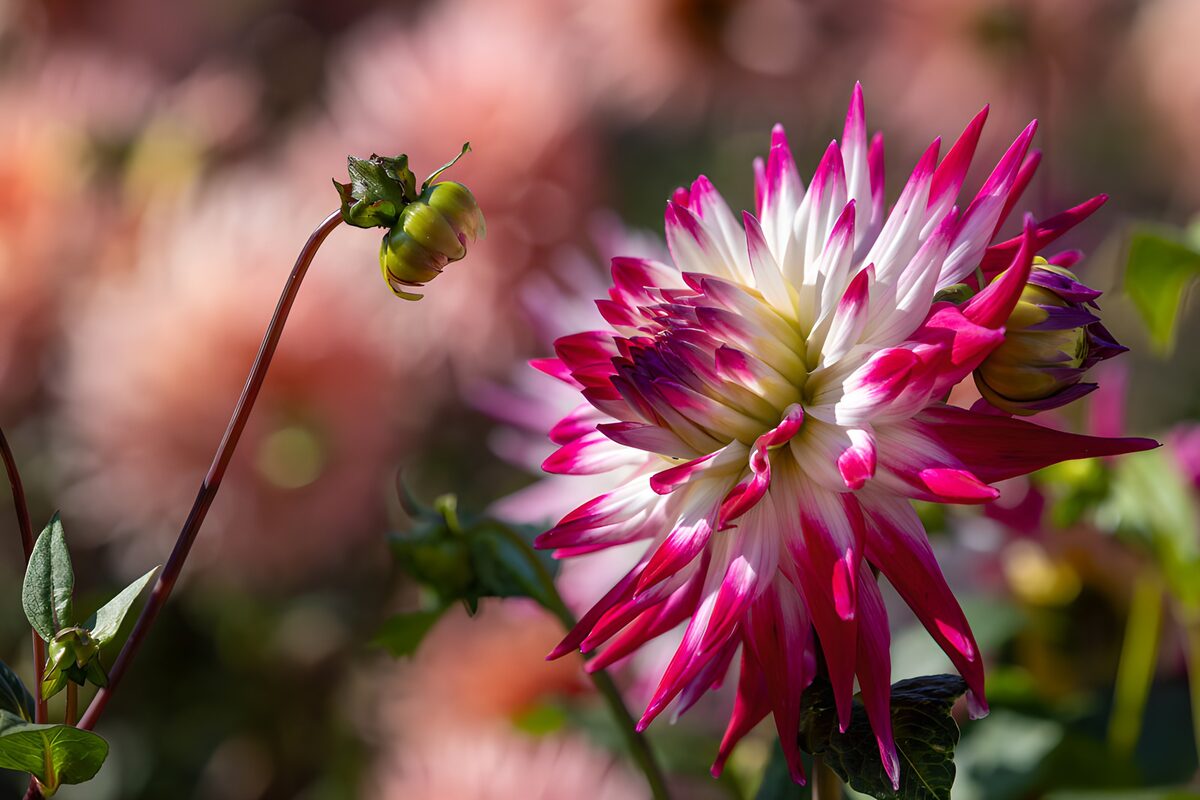Vibrant Dahlia in Bloom