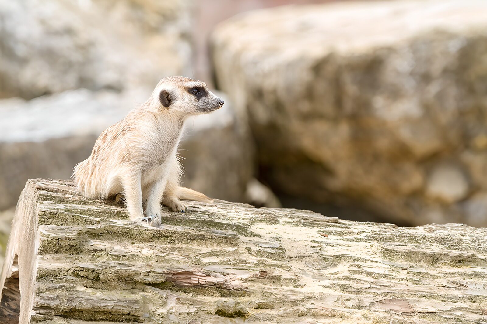 OCCOM5184891: Meerkat on a Log