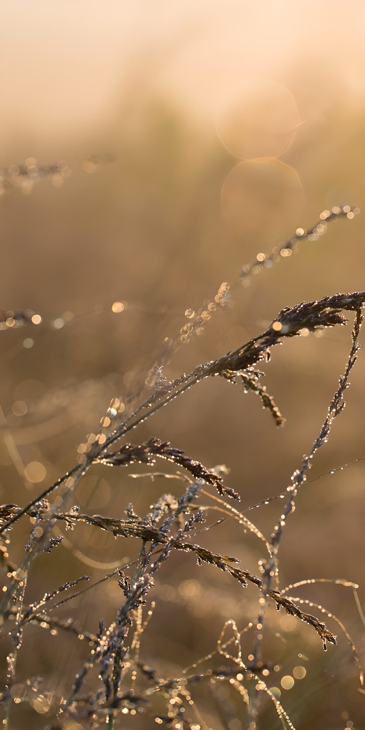 OCCOM8124588: Morning Dew on Grasses