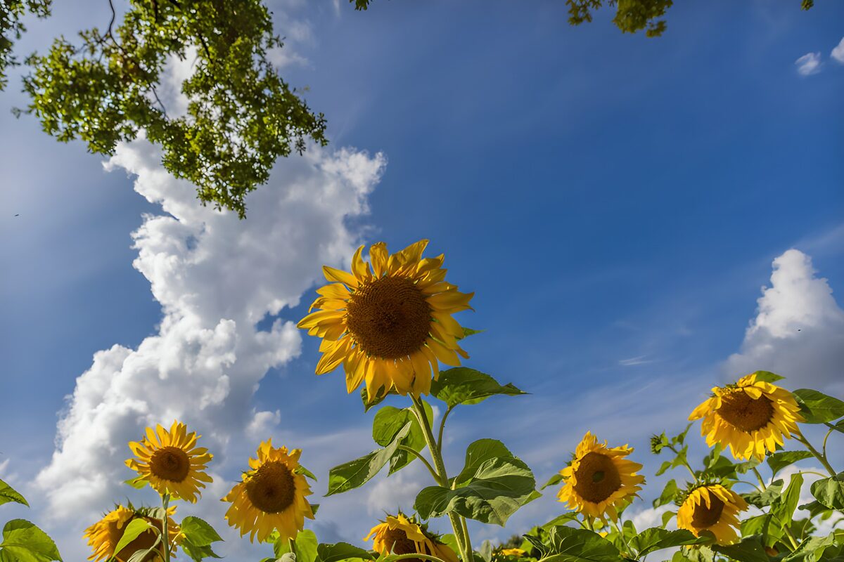 OCCOM7489062: Sunflowers Under a Blue Sky