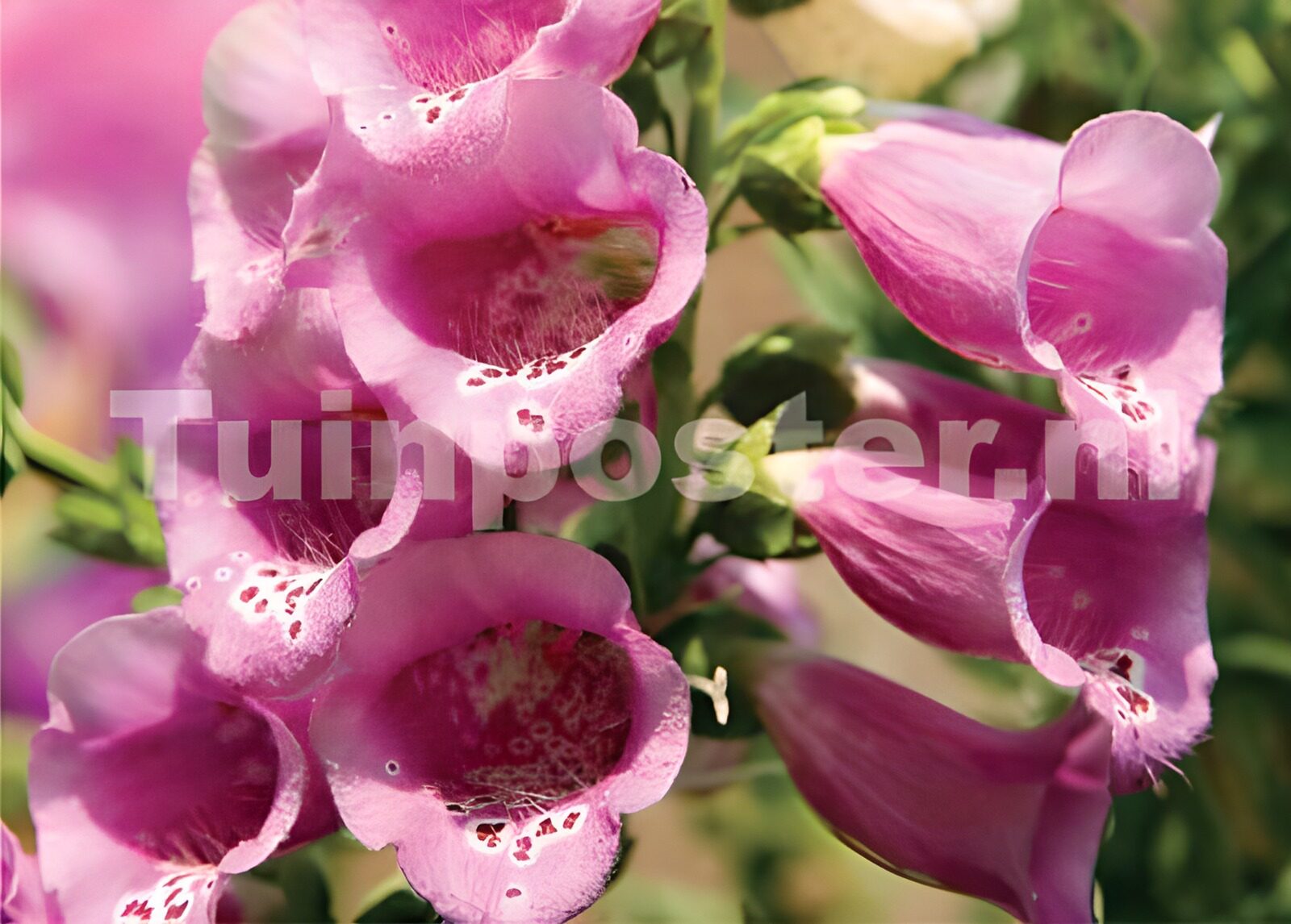 OCCOM1651668: Delicate Pink Foxglove Blooms