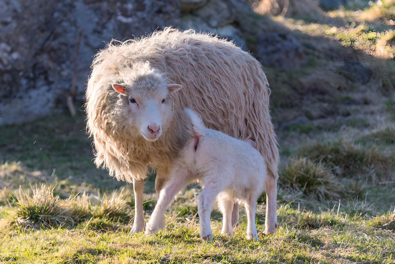 OCCOM8445131: Mother Sheep and Lamb in Spring Sunshine