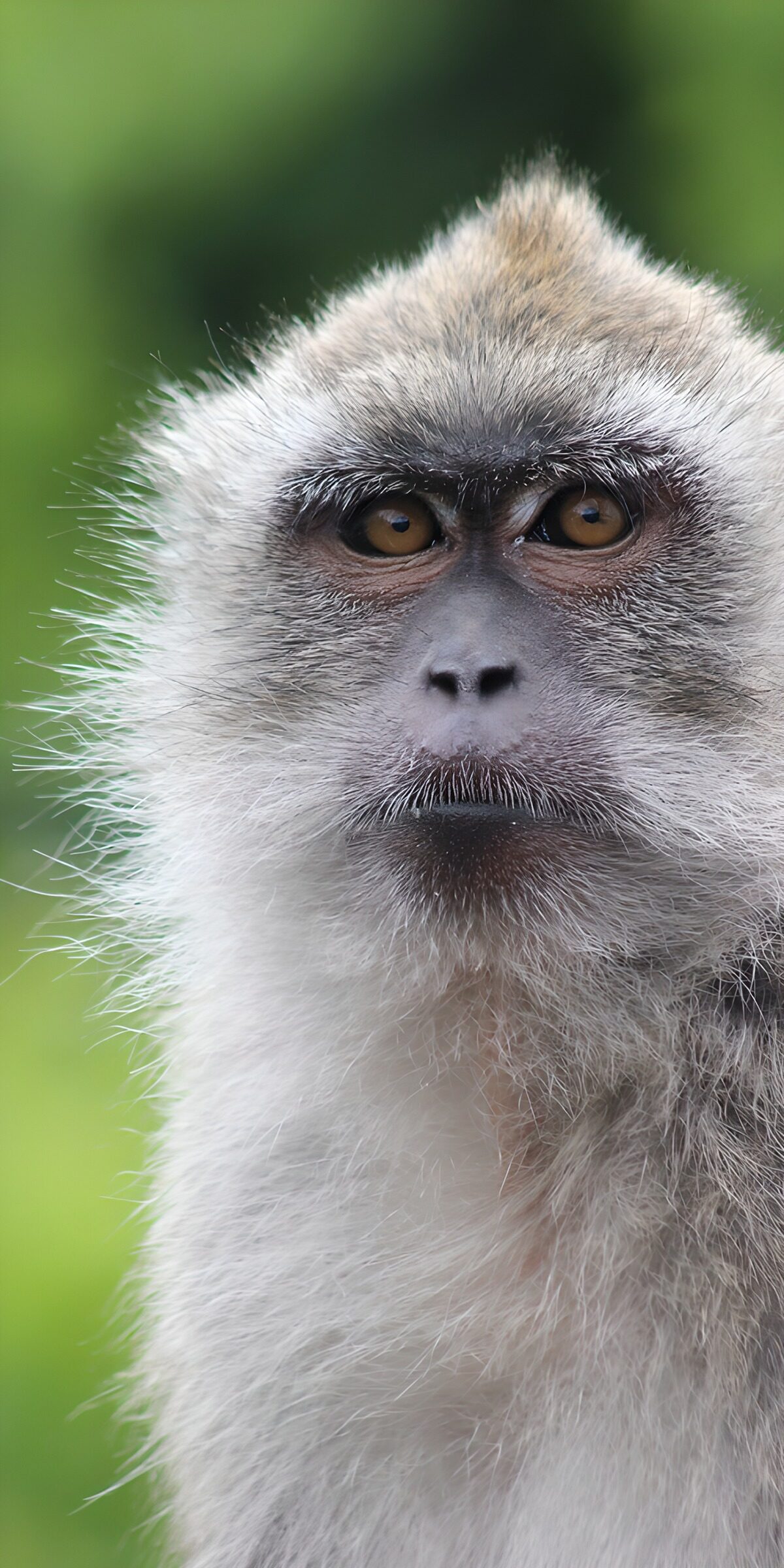 OCCOM8013789: Curious Monkey Captivating the Lens