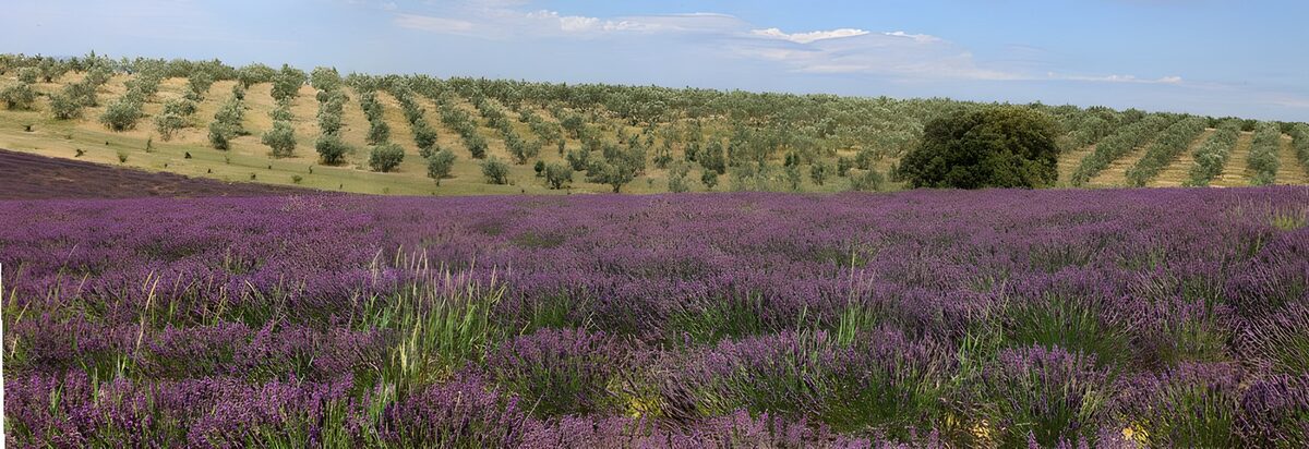 Lavender Fields and Olive Groves