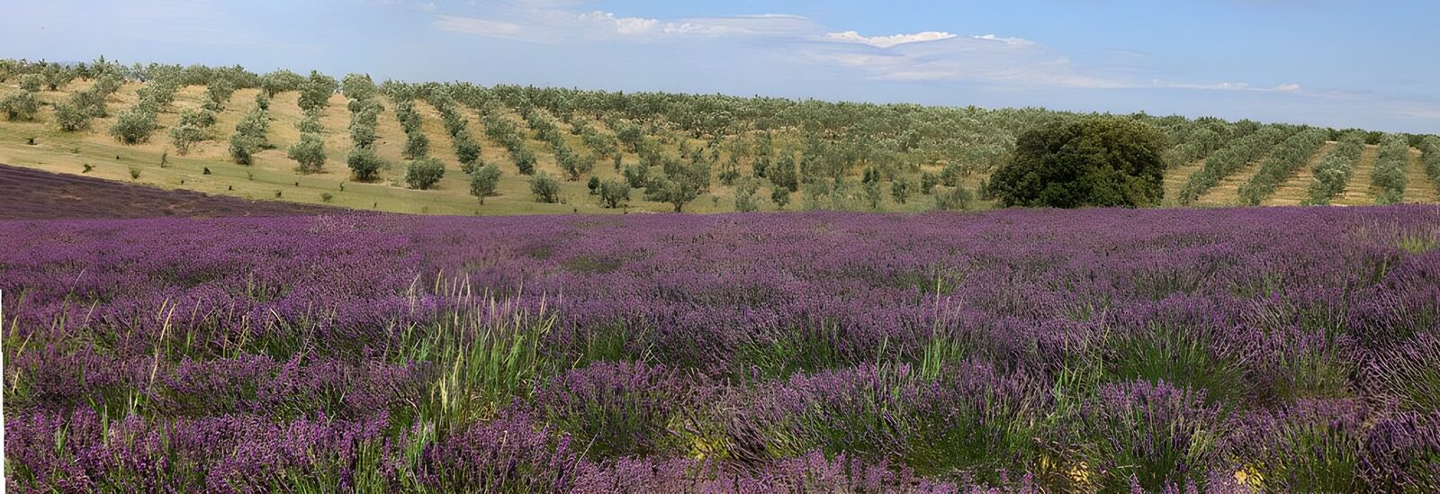 OCCOM1298414: Lavender Fields and Olive Groves