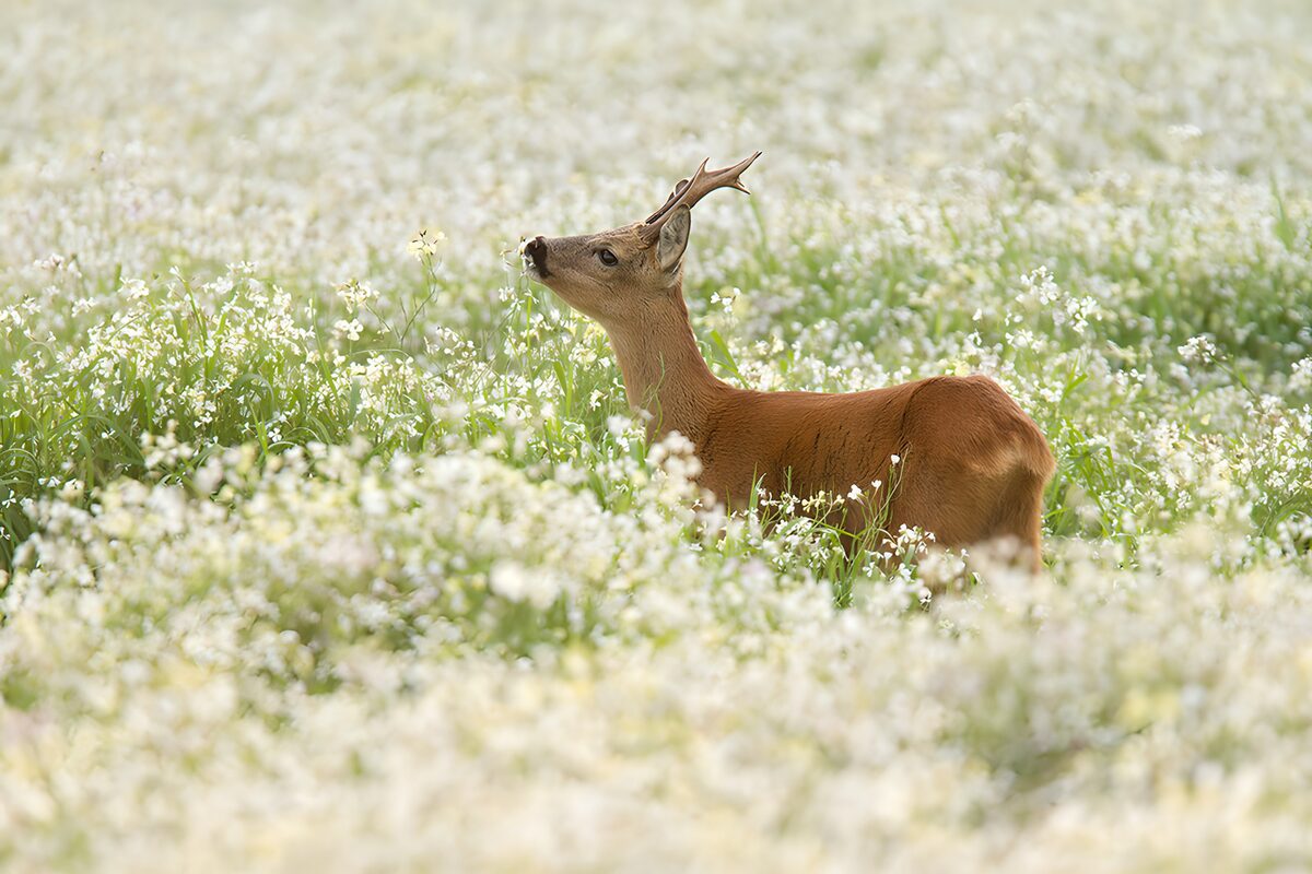 Roe Deer in Blooming Meadow
