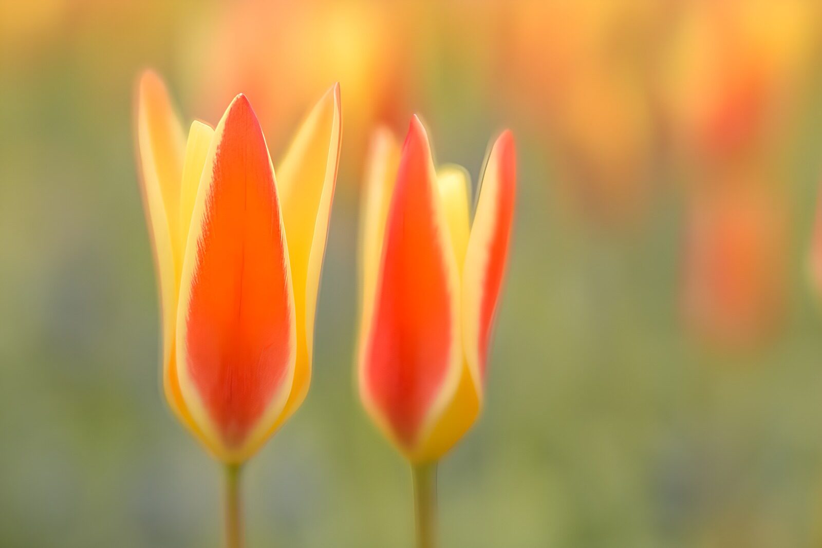 OCCOM5002131: Vibrant Tulips in Spring Bloom
