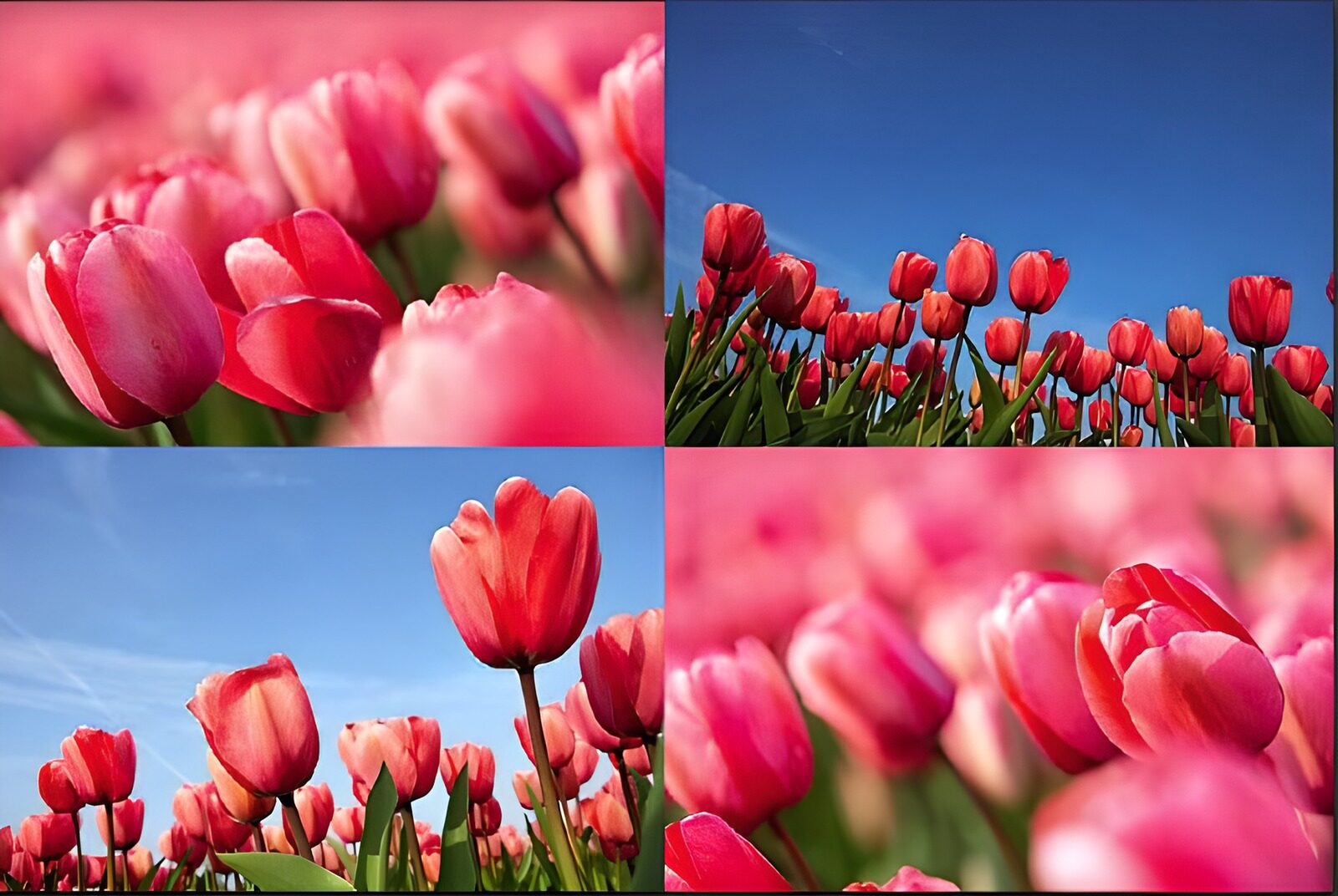 OCCOM6178714: Pink Tulips Under a Clear Blue Sky