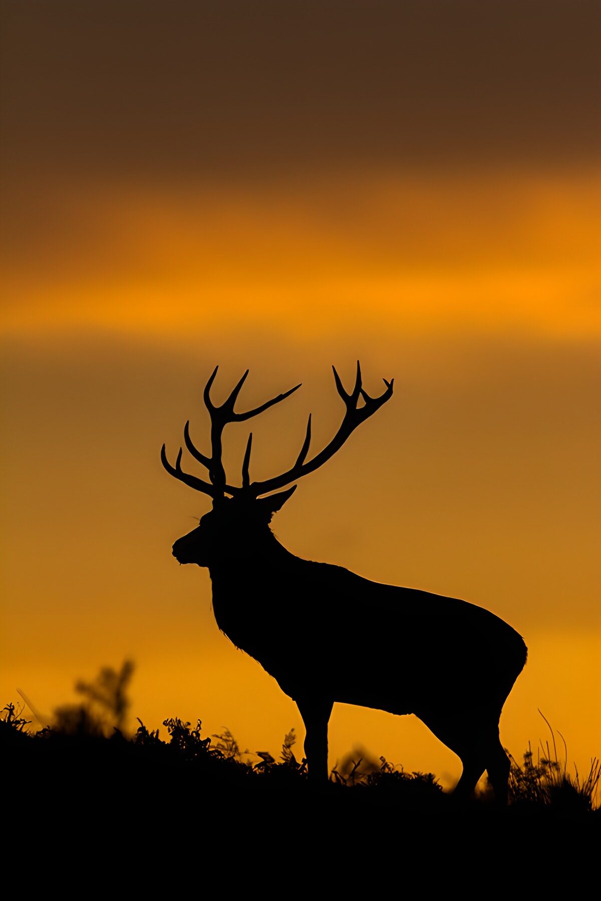 Majestic Stag Silhouette at Sunset