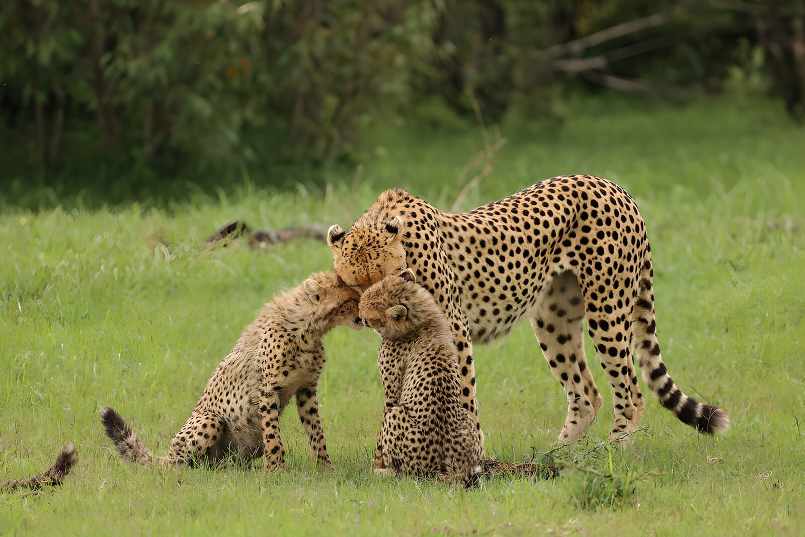 OCCOM7646717: Tender Moments in the Cheetah Family
