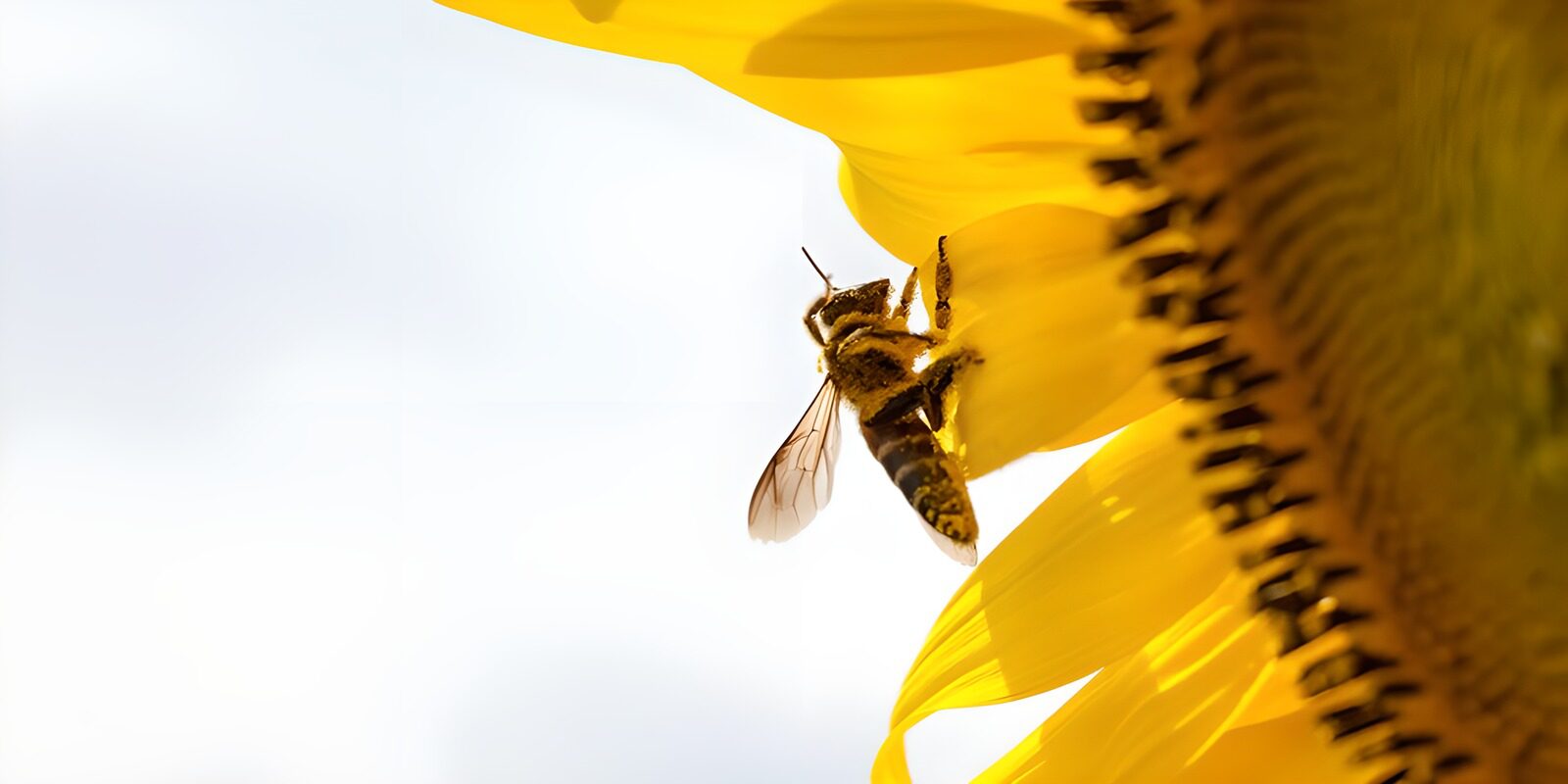 OCCOM8118393: Bee on a Sunflower