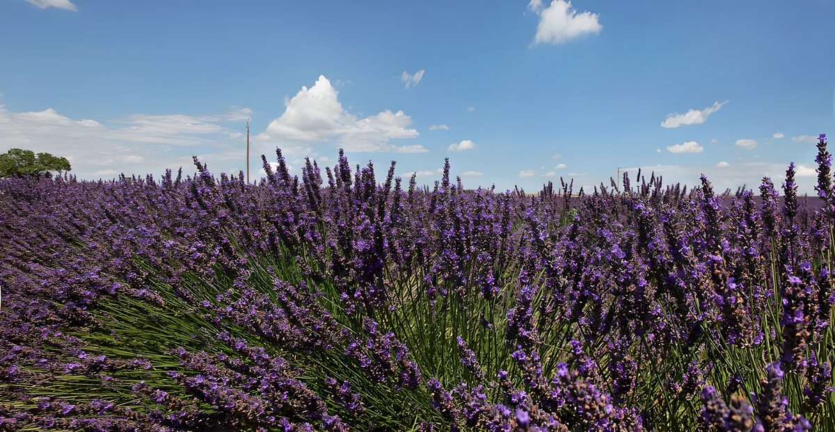 Lavender Field under Blue Sky