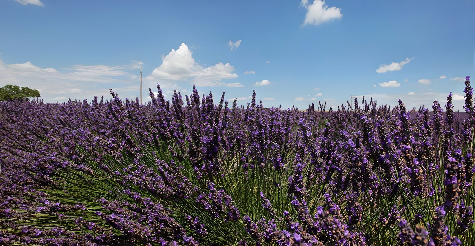 OCCOM6565726: Lavender Field under Blue Sky