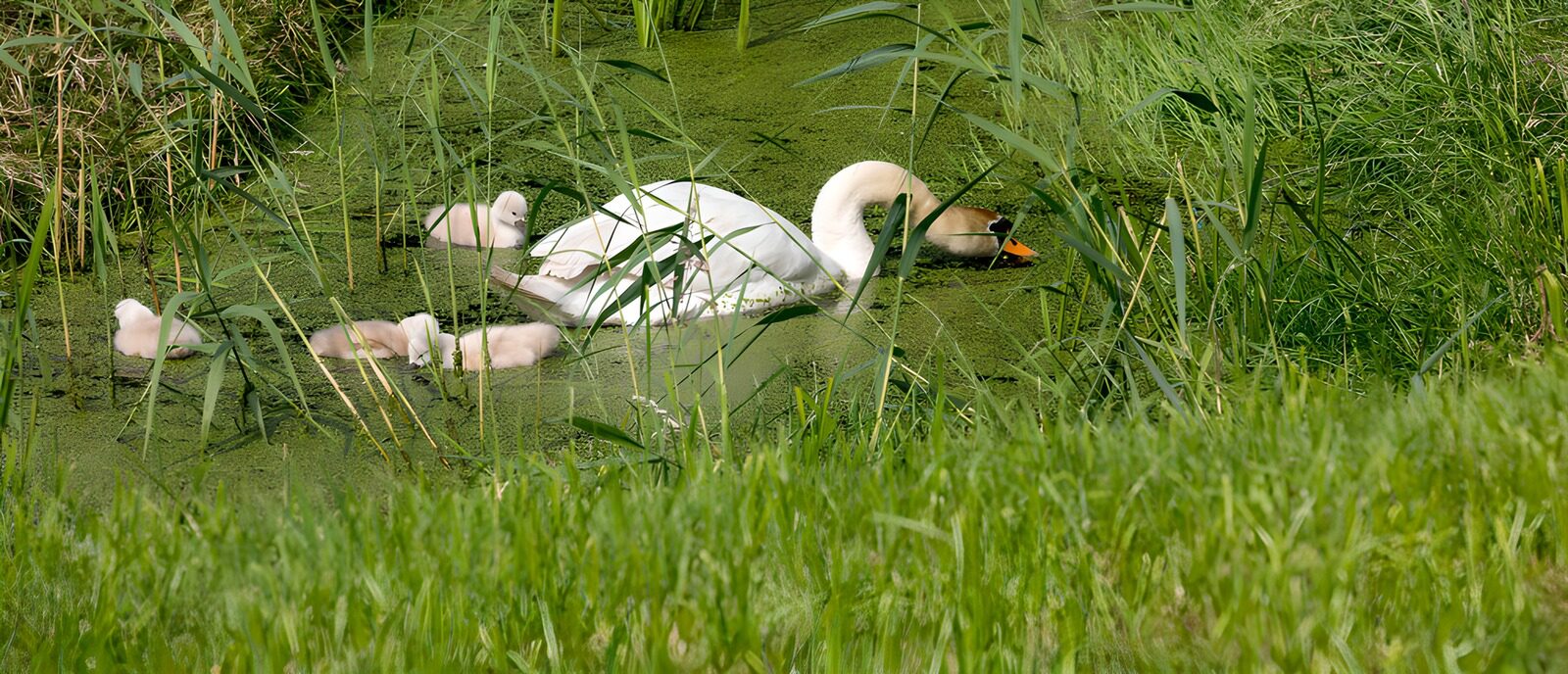 OCCOM8149931: Caring Swan with Chicks in the Pond