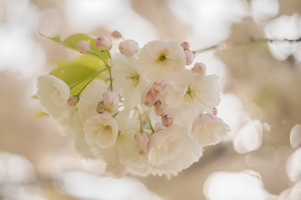 Delicate Blossoms in Soft Focus