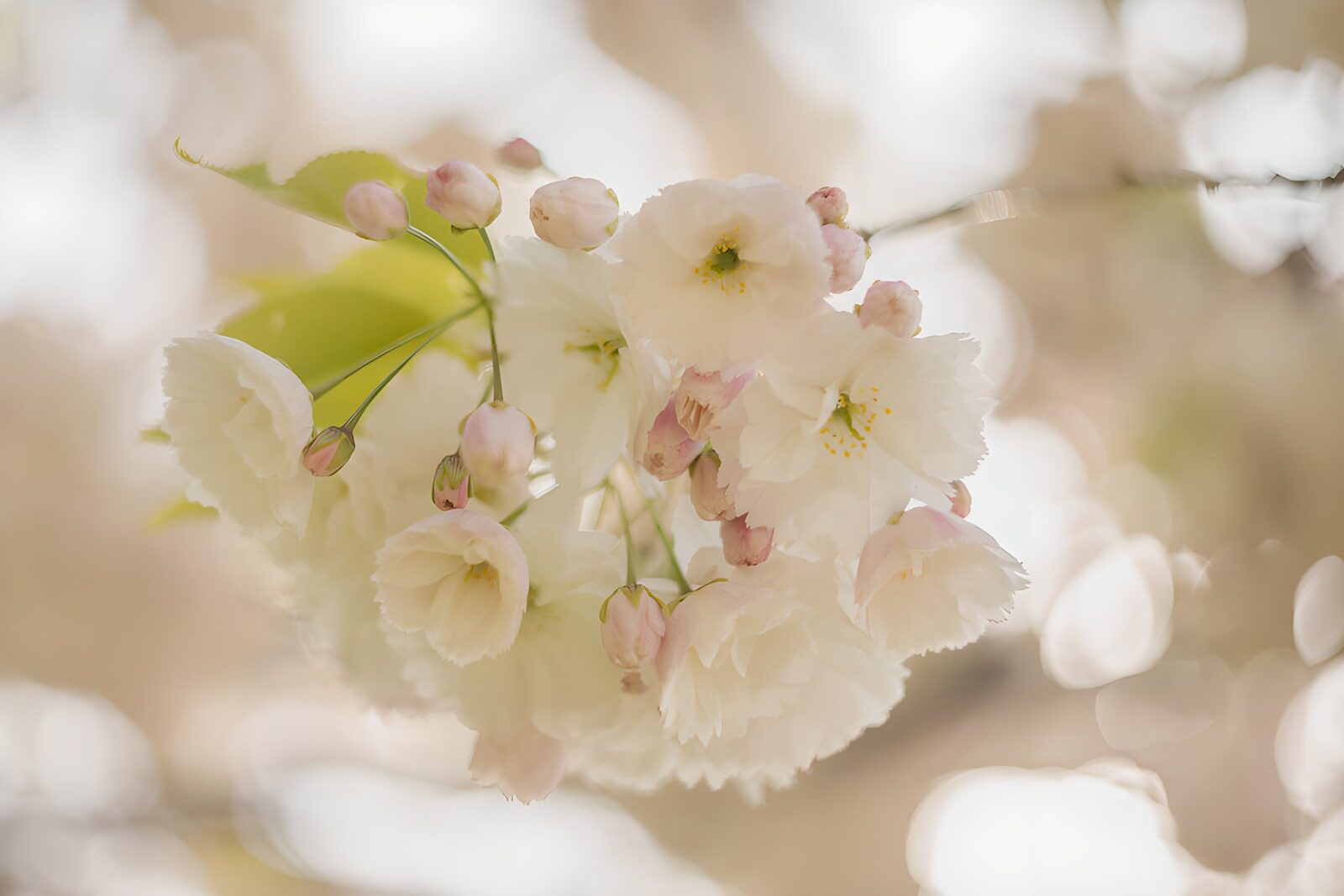 OCCOM8082479: Delicate Blossoms in Soft Focus